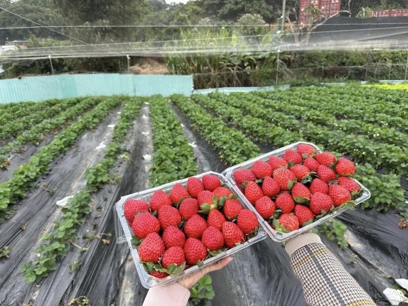 開心花園農(nóng)莊提供采摘士多啤梨時段為周一至周五下午3時30分，以及周六及周日的下午1時及5時，每節(jié)采摘時間為45分鐘。 （H）