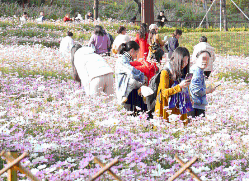 南山西麗生態(tài)公園是今次菊花展另一分會場，設(shè)吸睛的波花菊花海，又有菊花主題市集。