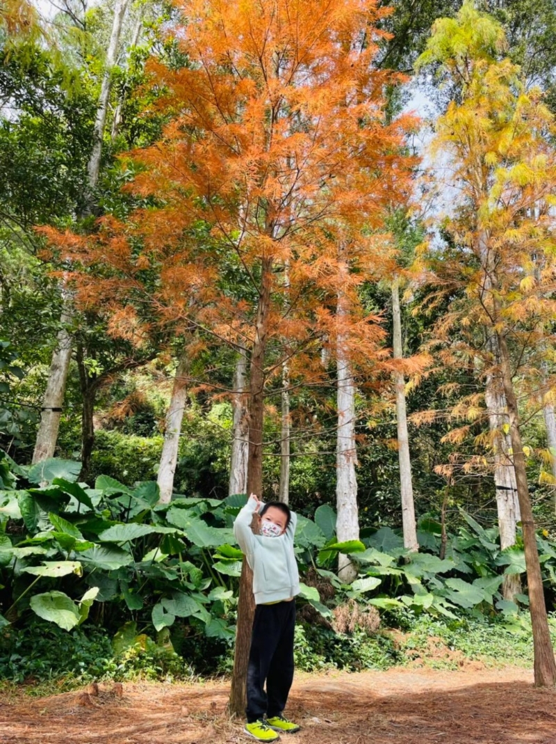 水塘西岸有一排落羽松，逢秋、冬季會轉變成橘紅色。