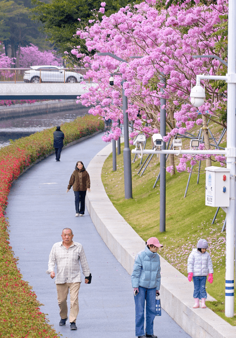 漫步在深圳的街頭巷尾，處處花團(tuán)錦簇