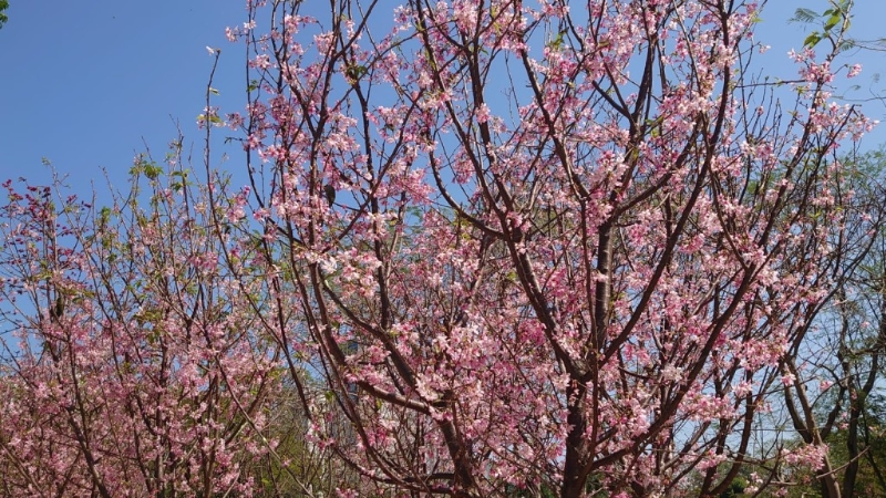 最近天水圍公園成為最新賞櫻好去處！（圖片來源：康文署）