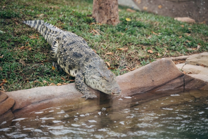 免費參觀海洋公園八鄉鱷魚百香果