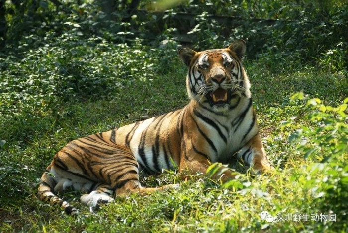 深圳野生動物園