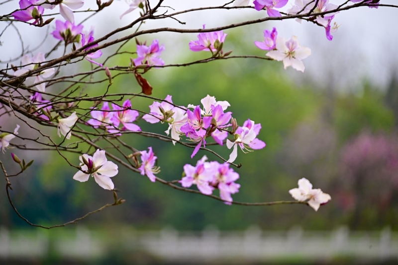 花瓣。