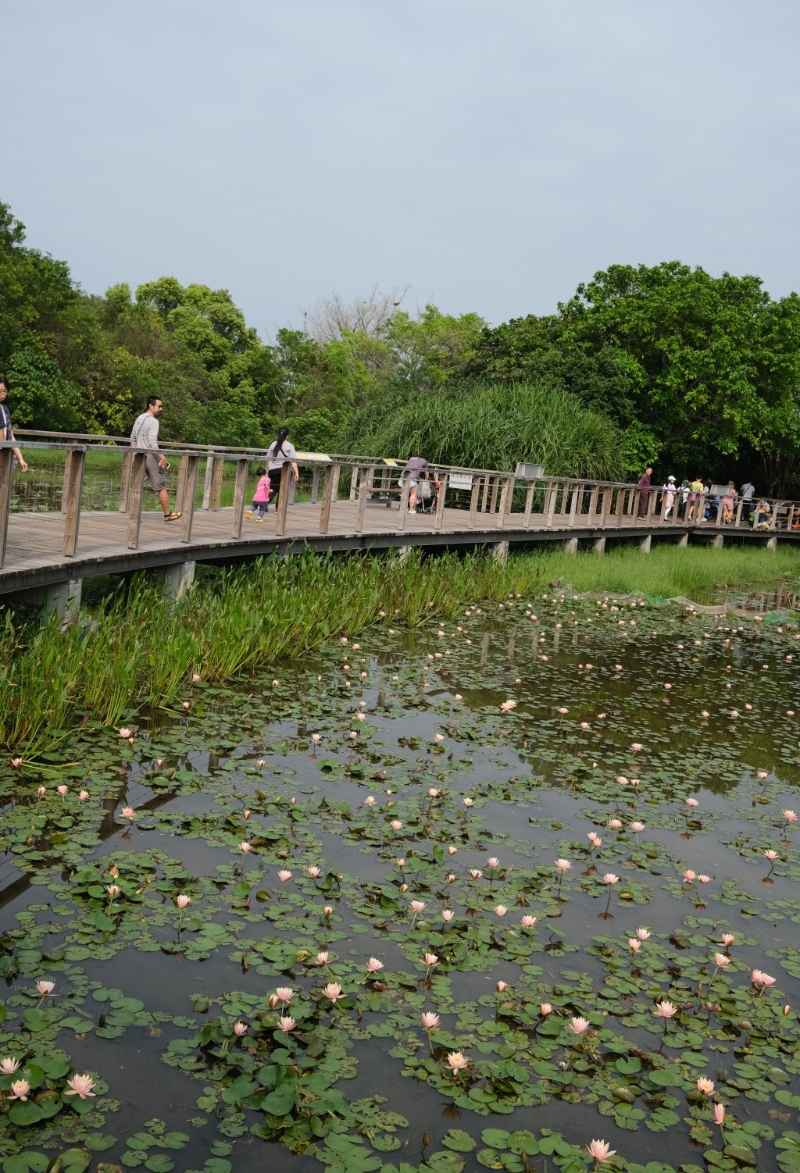 濕地公園的生物多樣性豐富， 一年四季各有不同風景，其中一個最為賞心悅目的景致，就是一片片睡蓮在淡水沼澤盛開的風姿。