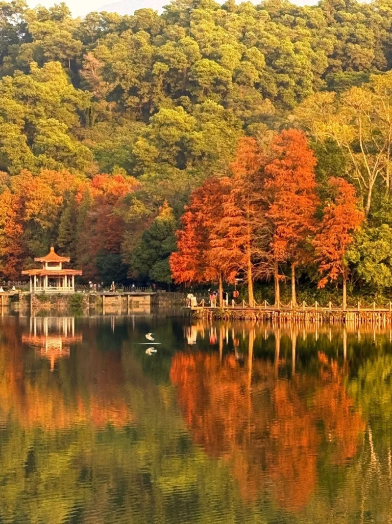 作為國(guó)家AAAA級(jí)風(fēng)景區(qū)，仙湖植物園向來(lái)都是人氣郊游好去處（圖片來(lái)源：小紅書(shū)@ShuPing深圳）