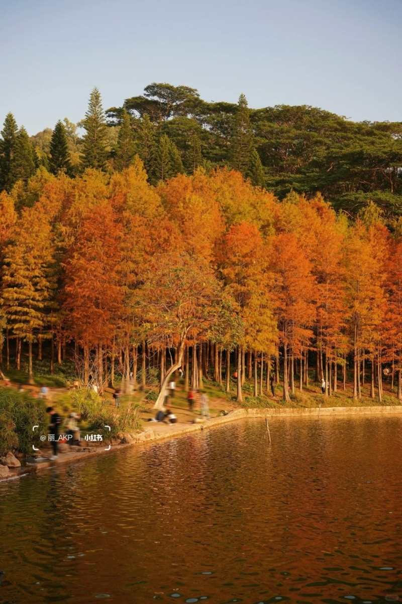 蓮花山公園位于福田區(qū)的一座小山丘，只有海拔106米（圖片來(lái)源：小紅書(shū)@麗AKP）