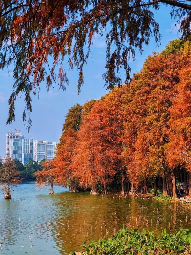 洪湖公園有延綿近2公里的落葉杉木林（圖片來(lái)源：小紅書(shū)@墨妮卡）