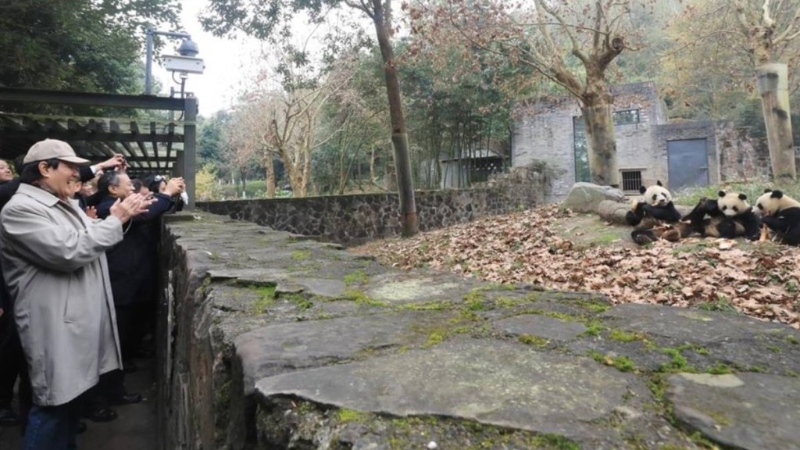 馬英九25日參觀四川大熊貓保護研究中心都江堰基地。圖：馬英九基金會